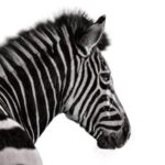 Investec Bank
